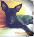 Valentina