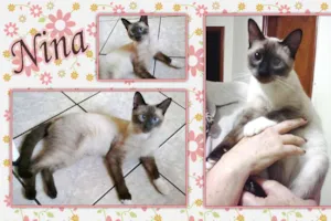 Gato raça SRD idade 1 ano nome Nina