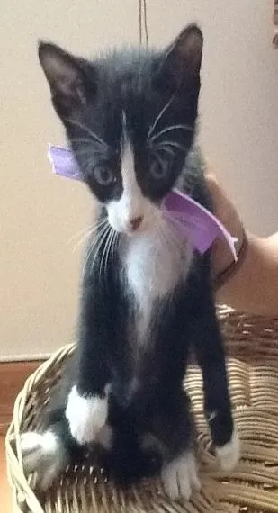 Gato ra a Mista idade Abaixo de 2 meses nome Frajola