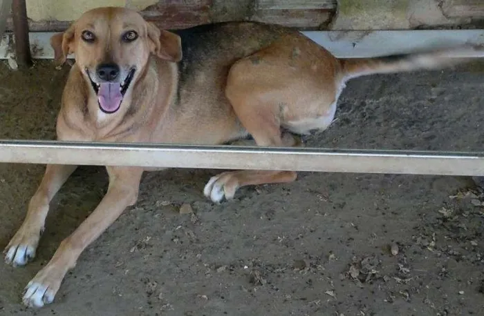 Cachorro ra a SRD idade  nome Dalila