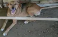 Dalila