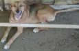 Dalila