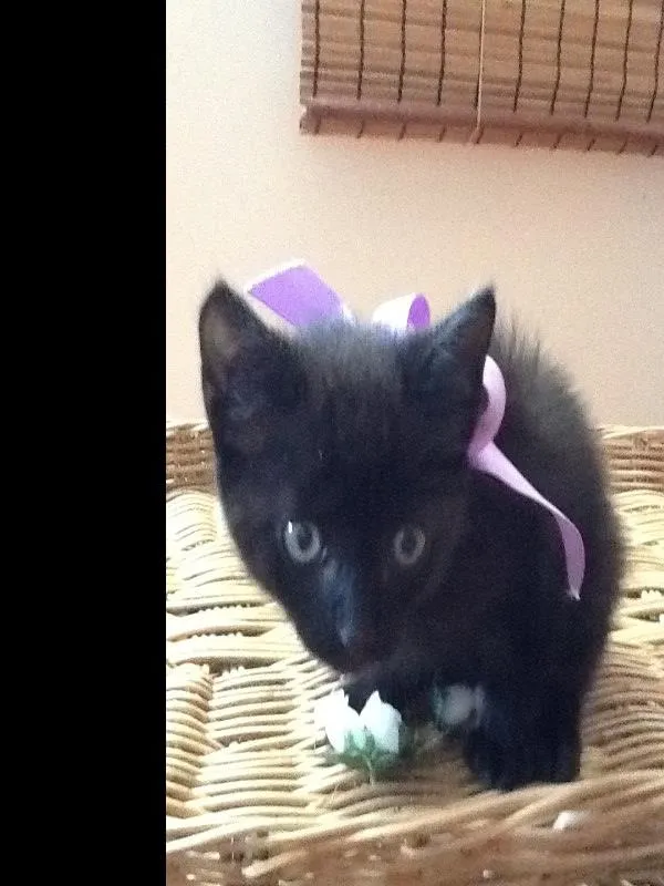 Gato ra a Mista idade Abaixo de 2 meses nome Lara