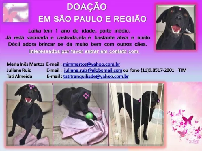Cachorro ra a SRD idade 1 ano nome LAIKA
