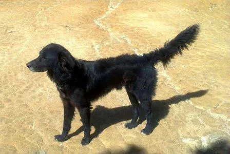 Cachorro ra a SRD idade  nome S/ NOME