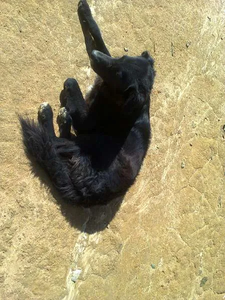Cachorro ra a SRD idade  nome S/ NOME