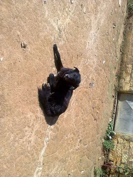 Cachorro ra a SRD idade  nome S/ NOME