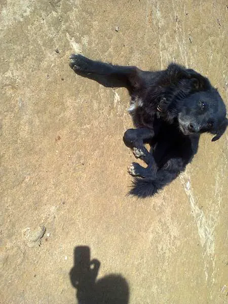 Cachorro ra a SRD idade  nome S/ NOME