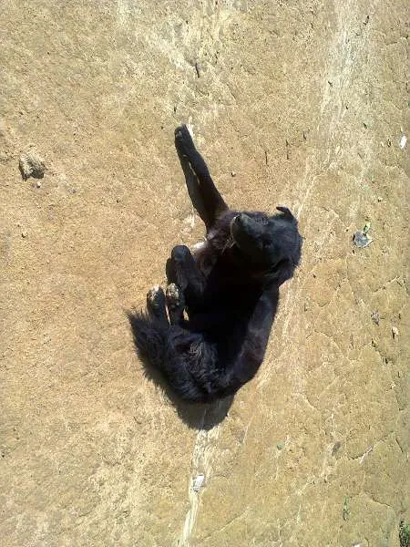 Cachorro ra a SRD idade  nome S/ NOME