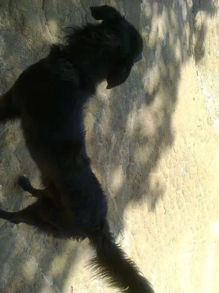 Cachorro ra a SRD idade  nome S/ NOME
