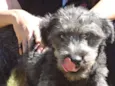 Simba