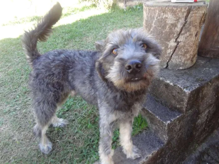 Cachorro ra a SRD idade 2 anos nome Simba