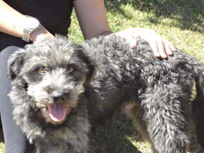 Cachorro ra a SRD idade 2 anos nome Simba