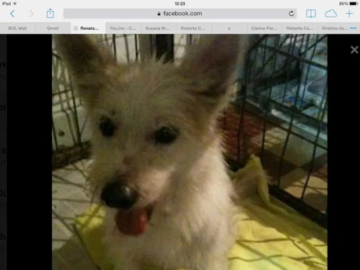 Cachorro ra a SRD idade 2 anos nome Arthur