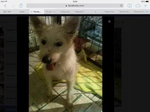 Cachorro raça SRD idade 2 anos nome Arthur