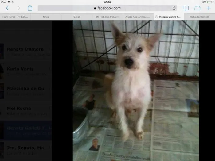 Cachorro ra a SRD idade 2 anos nome Arthur