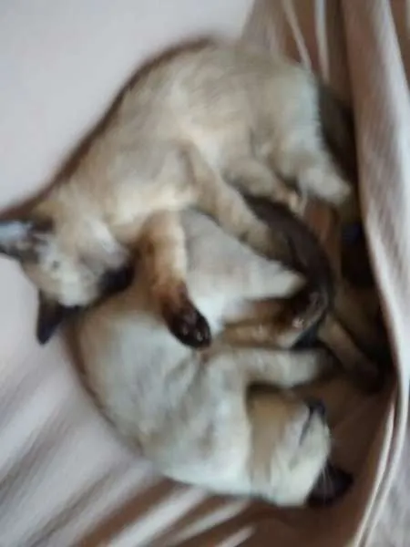 Gato ra a Siamês idade  nome Familia Siamês