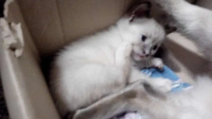 Gato ra a Siamês idade  nome Familia Siamês