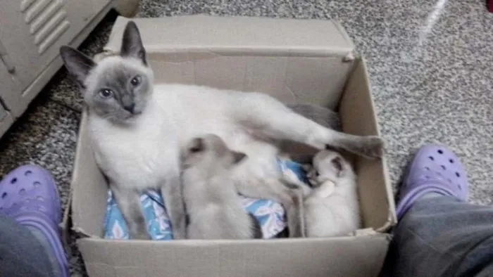 Gato ra a Siamês idade  nome Familia Siamês