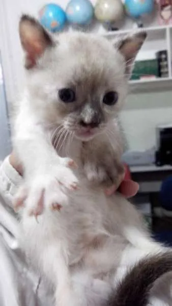 Gato ra a Siamês idade  nome Familia Siamês