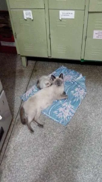 Gato ra a Siamês idade  nome Familia Siamês