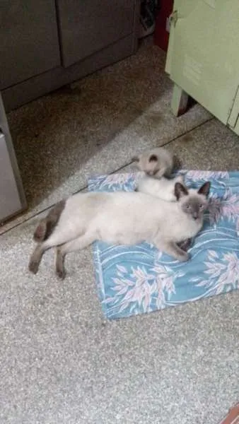 Gato ra a Siamês idade  nome Familia Siamês