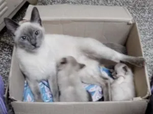 Gato raça Siamês idade  nome Familia Siamês