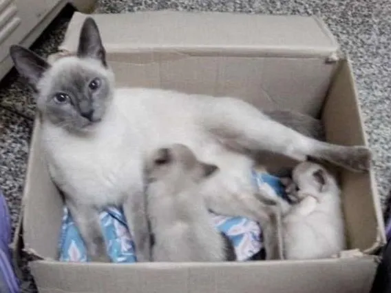 Gato ra a Siamês idade  nome Familia Siamês