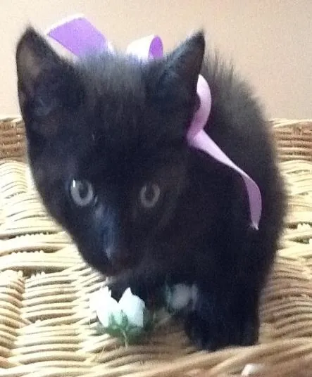 Gato ra a Mista idade Abaixo de 2 meses nome Lara