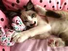 Gato raça Sialata idade 7 a 11 meses nome Nina