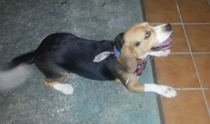 Cachorro raça beagle idade 7 a 11 meses nome Chico