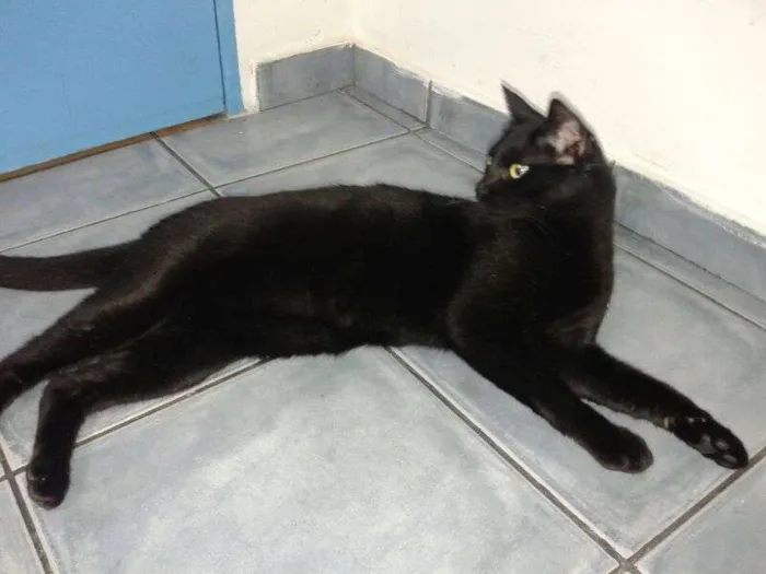 Gato ra a SRD idade 1 ano nome romeu