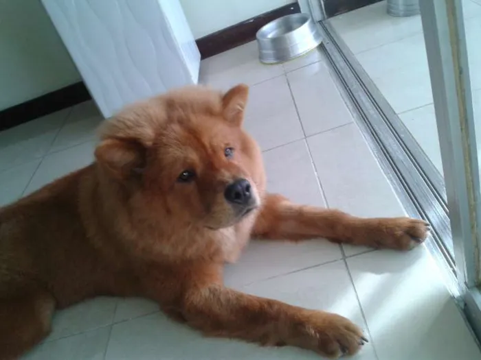Cachorro raça Chow Chow idade 7 a 11 meses nome Frida