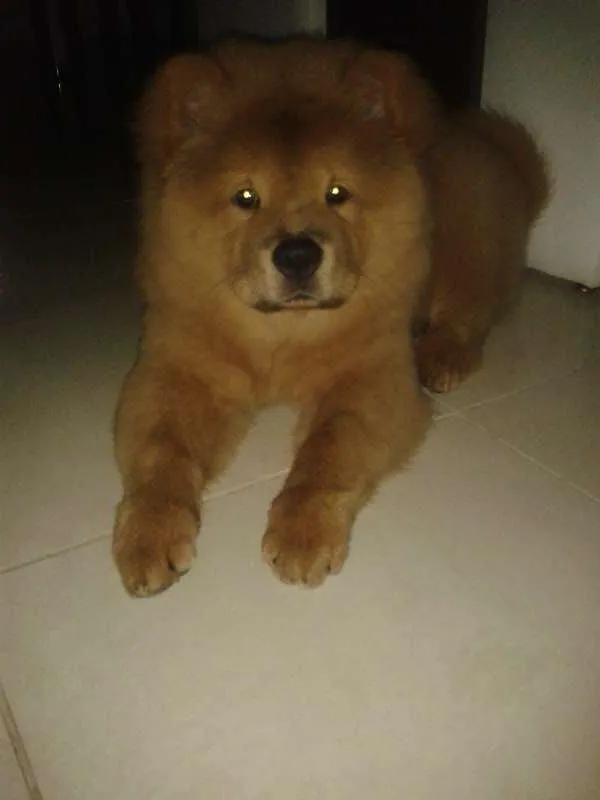 Cachorro raça Chow Chow idade 7 a 11 meses nome Frida