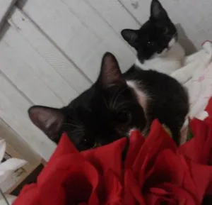 Gato raça Indefinida idade 2 a 6 meses nome Chorão e Meg