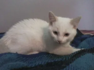 Gato raça srd idade 2 a 6 meses nome lindos filhotes
