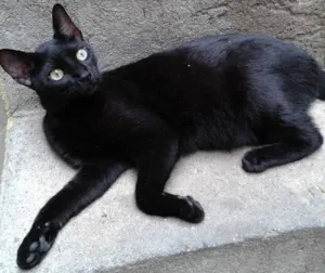 Gato raça SRD idade 1 ano nome romeu