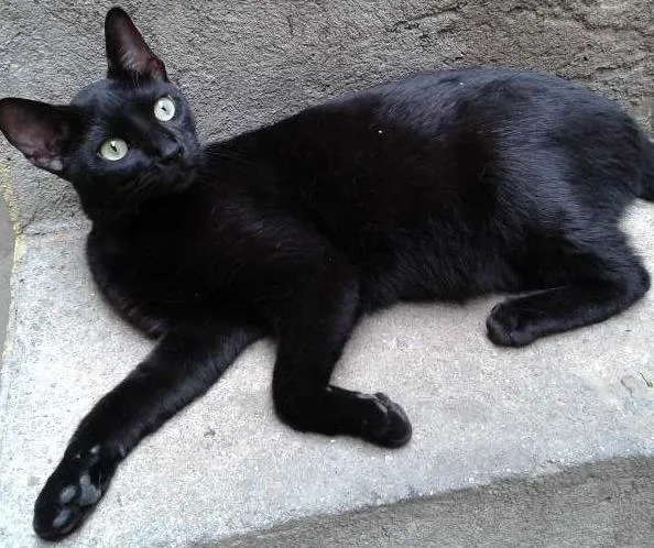Gato ra a SRD idade 1 ano nome romeu