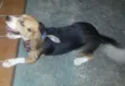 Chico