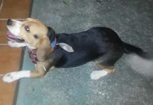 Cachorro raça beagle idade 7 a 11 meses nome Chico