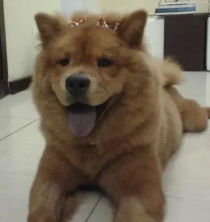 Cachorro raça Chow Chow idade 7 a 11 meses nome Frida