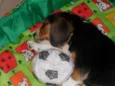 Chico