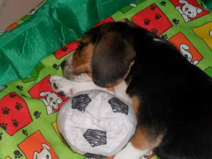 Cachorro raça beagle idade 7 a 11 meses nome Chico