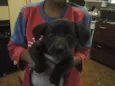 Pitty