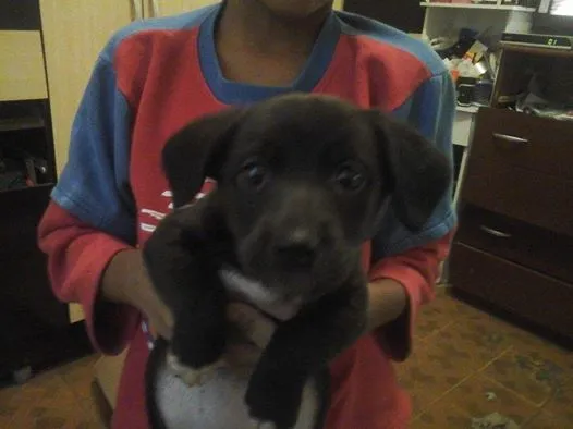 Cachorro ra a vira lata idade 2 a 6 meses nome Pitty