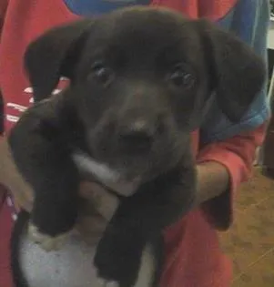 Cachorro ra a vira lata idade 2 a 6 meses nome Pitty