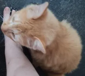 Gato ra a indefinida idade 2 anos nome sem nome