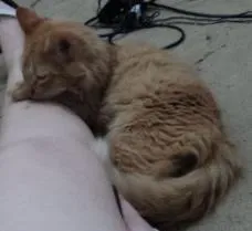 Gato ra a indefinida idade 2 anos nome sem nome