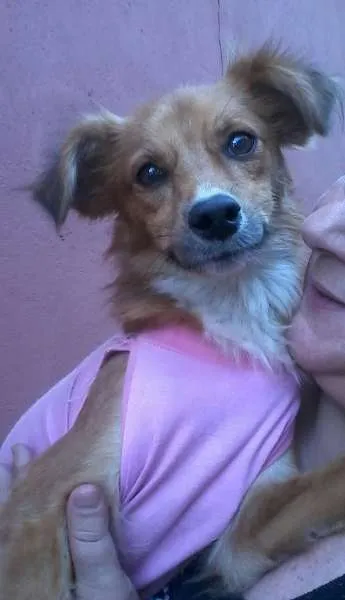 Cachorro ra a SRD idade 1 ano nome Ritinha