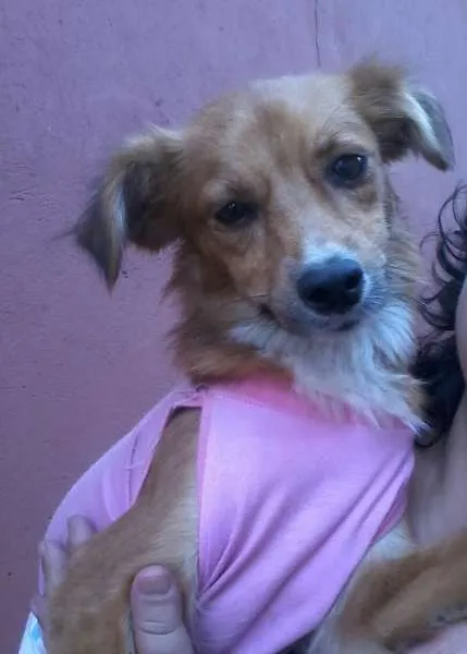 Cachorro ra a SRD idade 1 ano nome Ritinha